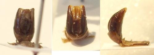 Réf. 317 234 : Omorgus squalidus